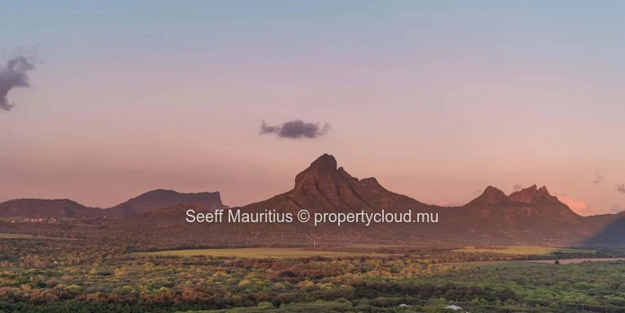 Safari Serenity