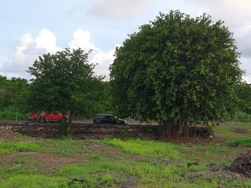 Agricultural Land